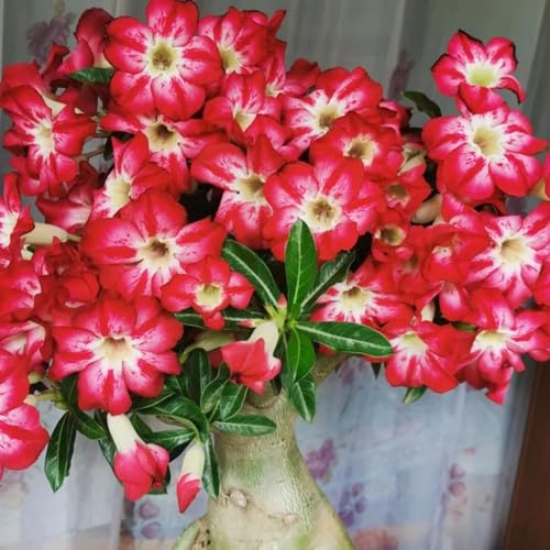 Lebende Wüstenrose/Adenium/Wüstenrose bonsai-Winterharte Mehrjährige/Sonnenbeständig/Trockenheitsresistent/Pflegeleicht-5 Rhizome-H von OPVDJD