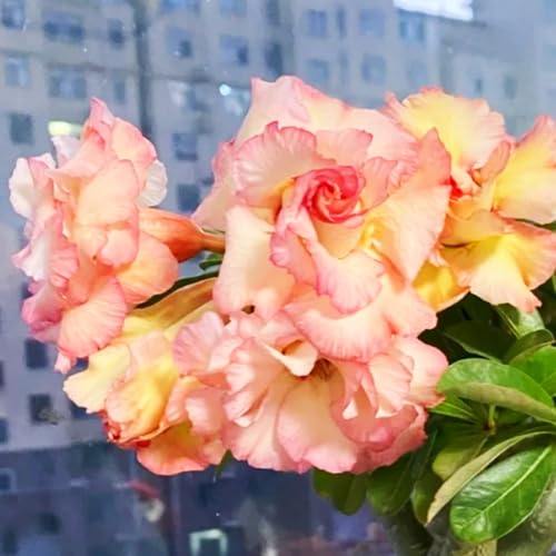 Lebende Wüstenrose/Adenium/Wüstenrose bonsai-Winterharte Mehrjährige/Sonnenbeständig/Trockenheitsresistent/Pflegeleicht-5 Rhizome-J von OPVDJD