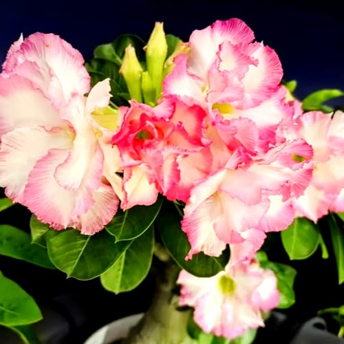 Lebende Wüstenrose/Adenium/Wüstenrose bonsai-Winterharte Mehrjährige/Trockenheitsresistent/sonnenbeständig-1 Rhizome-F von OPVDJD
