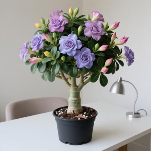 Lebende Wüstenrose/Adenium/Wüstenrose bonsai-Winterharte Mehrjährige/Trockenheitsresistent/sonnenbeständig-2 Rhizome-B von OPVDJD