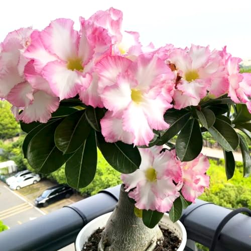 Lebende Wüstenrose/Adenium/Wüstenrose bonsai-Winterharte Mehrjährige/Trockenheitsresistent/sonnenbeständig-2 Rhizome-J Lebende Wüstenrose/Adenium/Wüstenrose bonsai-Winterharte Mehrjährige/Trockenheitsresistent/sonnenbeständig-2 Rhizome-J von OPVDJD