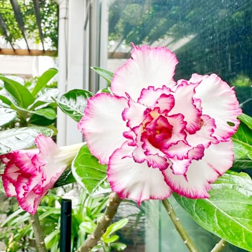 Lebende Wüstenrose/Adenium/Wüstenrose bonsai-Winterharte Mehrjährige/Trockenheitsresistent/sonnenbeständig-3 Rhizome-E von OPVDJD