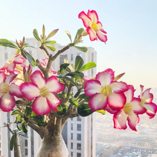 Lebende Wüstenrose/Adenium/Wüstenrose bonsai-Winterharte Mehrjährige/Trockenheitsresistent/sonnenbeständig-3 Rhizome-H von OPVDJD