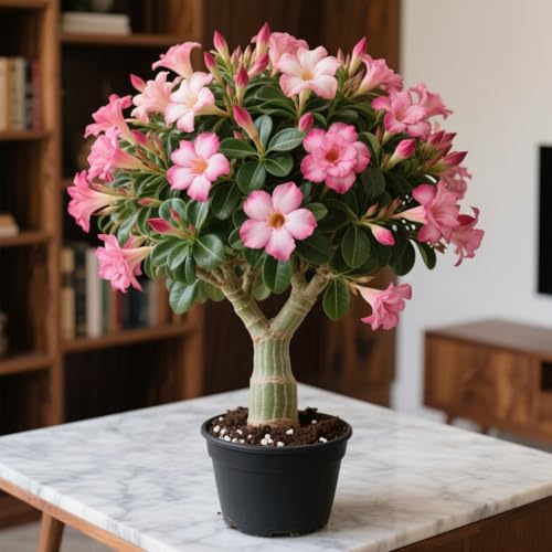 Lebende Wüstenrose/Adenium/Wüstenrose bonsai-Winterharte Mehrjährige/Trockenheitsresistent/sonnenbeständig-4 Rhizome-A von OPVDJD
