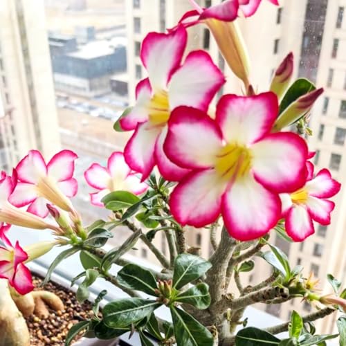 Lebende Wüstenrose/Adenium/Wüstenrose bonsai-Winterharte Mehrjährige/Trockenheitsresistent/sonnenbeständig-4 Rhizome-G von OPVDJD