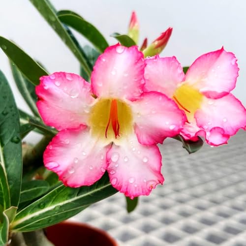 Lebende Wüstenrose/Adenium/Wüstenrose bonsai-Winterharte Mehrjährige/Trockenheitsresistent/sonnenbeständig-5 Rhizome-D von OPVDJD