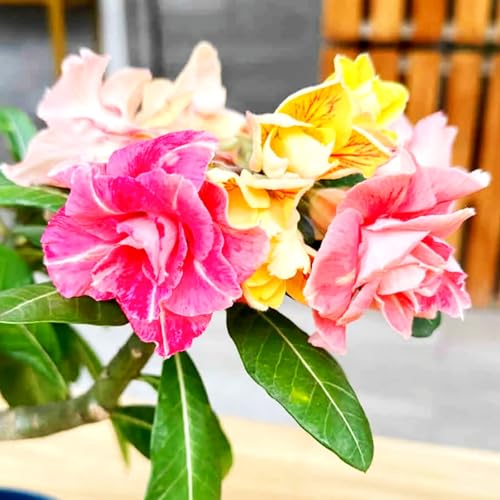 Lebende Wüstenrose/Adenium/Wüstenrose bonsai-Winterharte Mehrjährige/Trockenheitsresistent/sonnenbeständig-5 Rhizome-I Lebende Wüstenrose/Adenium/Wüstenrose bonsai-Winterharte Mehrjährige/Trockenheitsresistent/sonnenbeständig-5 Rhizome-I von OPVDJD