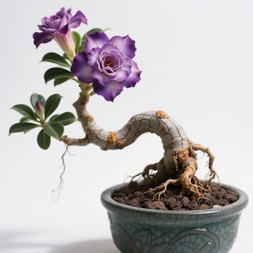 Lebende Wüstenrose/Adenium/Wüstenrose bonsai-Winterharte Mehrjährige/Zimmer/Balkon/Schreibtisch-1 Rhizome-A von OPVDJD