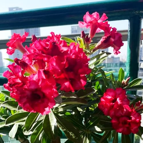 Lebende Wüstenrose/Adenium/Wüstenrose bonsai-Winterharte Mehrjährige/Zimmer/Balkon/Schreibtisch-1 Rhizome-H von OPVDJD