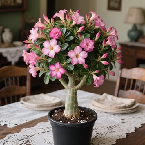 Lebende Wüstenrose/Adenium/Wüstenrose bonsai-Winterharte Mehrjährige/Zimmer/Balkon/Schreibtisch-2 Rhizome-E von OPVDJD