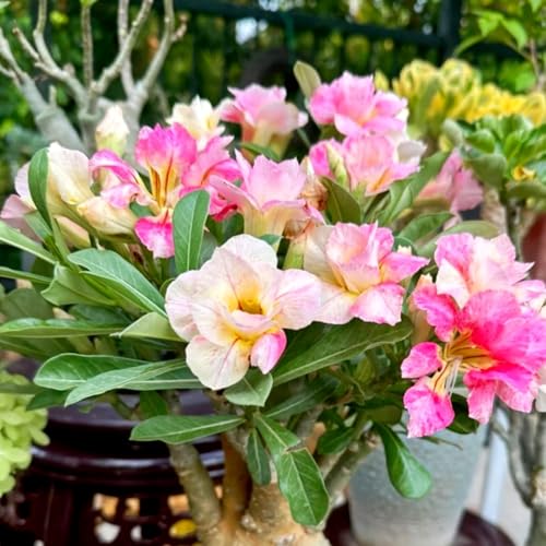 Lebende Wüstenrose/Adenium/Wüstenrose bonsai-Winterharte Mehrjährige/Zimmer/Balkon/Schreibtisch-2 Rhizome-J von OPVDJD