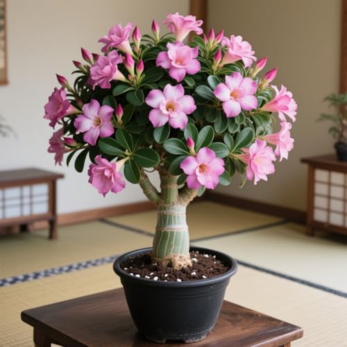 Lebende Wüstenrose/Adenium/Wüstenrose bonsai-Winterharte Mehrjährige/Zimmer/Balkon/Schreibtisch-3 Rhizome-B von OPVDJD