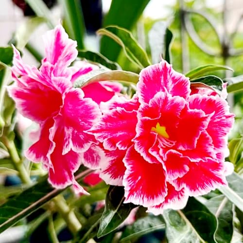 Lebende Wüstenrose/Adenium/Wüstenrose bonsai-Winterharte Mehrjährige/Zimmer/Balkon/Schreibtisch-3 Rhizome-I von OPVDJD