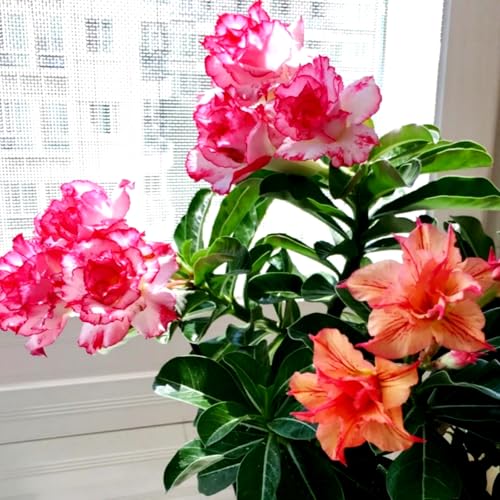 Lebende Wüstenrose/Adenium/Wüstenrose bonsai-Winterharte Mehrjährige/Zimmer/Balkon/Schreibtisch-4 Rhizome-F von OPVDJD