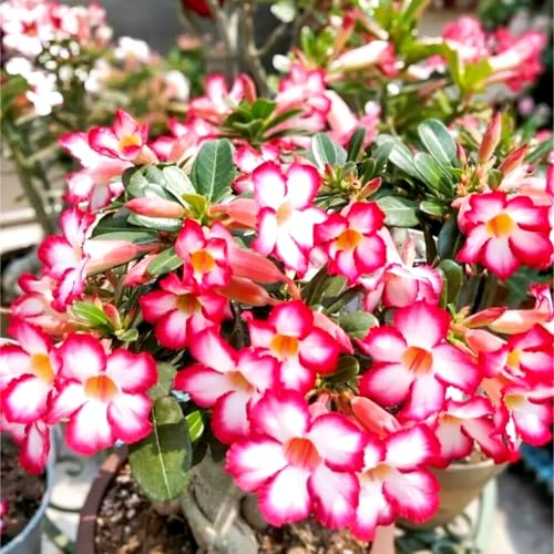 Lebende Wüstenrose/Adenium/Zimmer-Wüstenrose(großblütig)-Winterharte Mehrjährige/Sonnenbeständig und hitzebeständig-2 Rhizome-C von OPVDJD