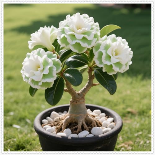 Lebende Wüstenrose/Adenium/Zimmer-Wüstenrose(großblütig)-Winterharte Mehrjährige/Zimmer/Balkon/Schreibtisch-1 Rhizome-G von OPVDJD