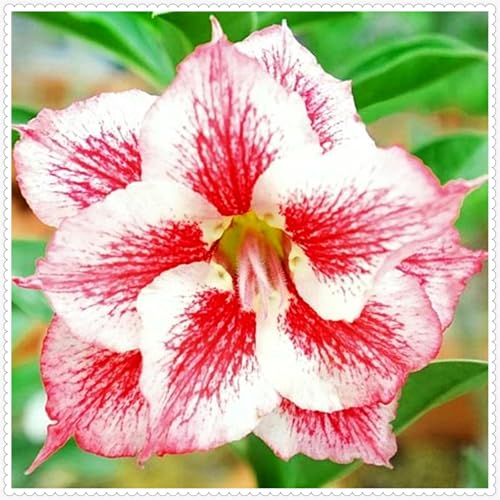 Lebende Wüstenrose/Adenium/Zimmer-Wüstenrose(großblütig)-Winterharte Mehrjährige/Zimmer/Balkon/Schreibtisch-1 Rhizome-H von OPVDJD