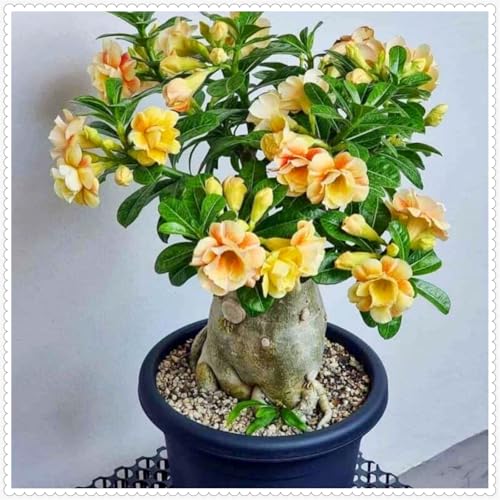Lebende Wüstenrose/Adenium/Zimmer-Wüstenrose(großblütig)-Winterharte Mehrjährige/Zimmer/Balkon/Schreibtisch-2 Rhizome-B von OPVDJD