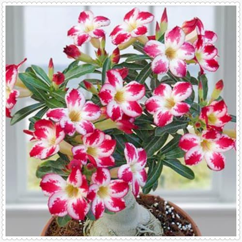 Lebende Wüstenrose/Adenium/Zimmer-Wüstenrose(großblütig)-Winterharte Mehrjährige/Zimmer/Balkon/Schreibtisch-2 Rhizome-C von OPVDJD