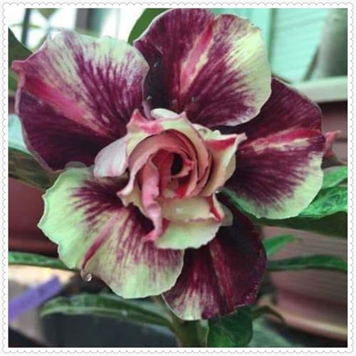 Lebende Wüstenrose/Adenium/Zimmer-Wüstenrose(großblütig)-Winterharte Mehrjährige/Zimmer/Balkon/Schreibtisch-2 Rhizome-D von OPVDJD