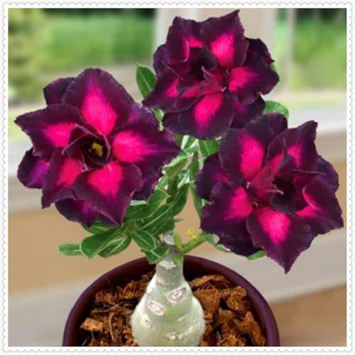 Lebende Wüstenrose/Adenium/Zimmer-Wüstenrose(großblütig)-Winterharte Mehrjährige/Zimmer/Balkon/Schreibtisch-2 Rhizome-F von OPVDJD