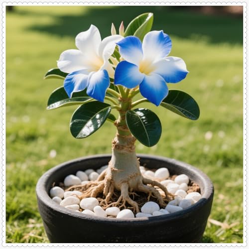Lebende Wüstenrose/Adenium/Zimmer-Wüstenrose(großblütig)-Winterharte Mehrjährige/Zimmer/Balkon/Schreibtisch-3 Rhizome-A von OPVDJD