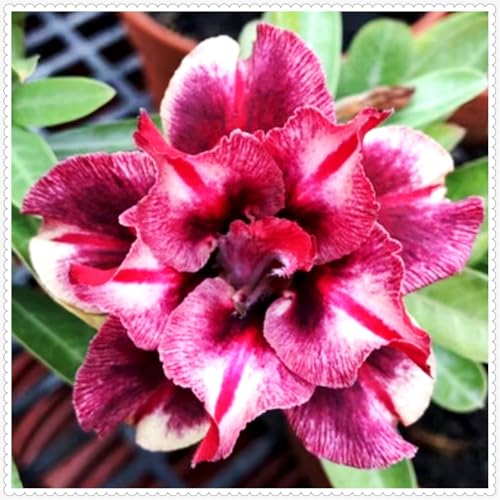 Lebende Wüstenrose/Adenium/Zimmer-Wüstenrose(großblütig)-Winterharte Mehrjährige/Zimmer/Balkon/Schreibtisch-3 Rhizome-E von OPVDJD