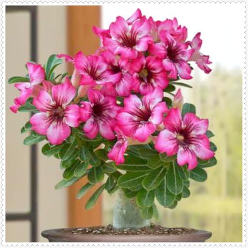 Lebende Wüstenrose/Adenium/Zimmer-Wüstenrose(großblütig)-Winterharte Mehrjährige/Zimmer/Balkon/Schreibtisch-3 Rhizome-J von OPVDJD