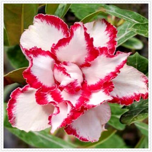Lebende Wüstenrose/Adenium/Zimmer-Wüstenrose(großblütig)-Winterharte Mehrjährige/Zimmer/Balkon/Schreibtisch-5 Rhizome-I von OPVDJD