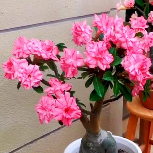 Lebende Wüstenrose (Topf)/Adenium/Wüstenrose-Winterharte Mehrjährige/Großblüher Typ/erfordert kein häufiges Gießen-2 Rhizome-H von OPVDJD