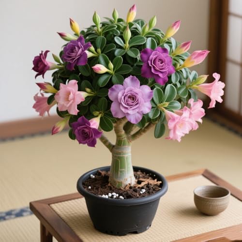 Lebende Wüstenrose (Topf)/Adenium/Wüstenrose-Winterharte Mehrjährige/Großblüher Typ/erfordert kein häufiges Gießen-3 Rhizome-D von OPVDJD