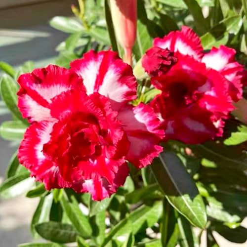 Lebende Wüstenrose (Topf)/Adenium/Wüstenrose-Winterharte Mehrjährige/Großblüher Typ/erfordert kein häufiges Gießen-4 Rhizome-J von OPVDJD