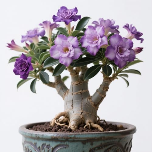 Lebende Wüstenrose (Topf)/Adenium/Zimmer-Wüstenrose(großblütig)-Winterharte Mehrjährige/Trockenheitsresistent/sonnenbeständig-2 Rhizome-A von OPVDJD