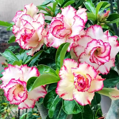 Lebende Wüstenrose (Topf)/Adenium/Zimmer-Wüstenrose(großblütig)-Winterharte Mehrjährige/Trockenheitsresistent-1 Rhizome-A von OPVDJD