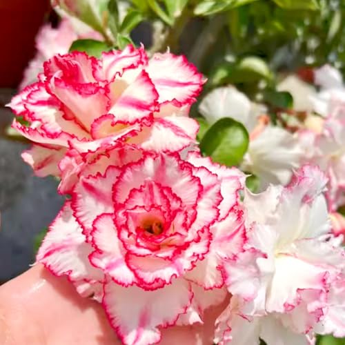 Lebende Wüstenrose (Topf)/Adenium/Zimmer-Wüstenrose(großblütig)-Winterharte Mehrjährige/Trockenheitsresistent-2 Rhizome-C von OPVDJD