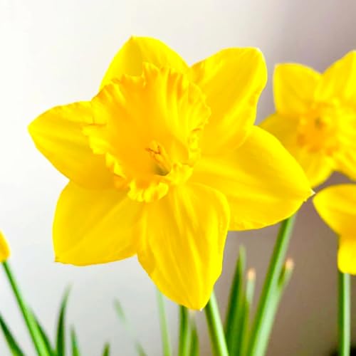 Narzissen Rhizome/Frische Narzissen-mehrjährig winterhart/Pflegeleicht/Zimmer/Balkon/Schreibtisch/Topfpflanze-2 Rhizome-C von OPVDJD