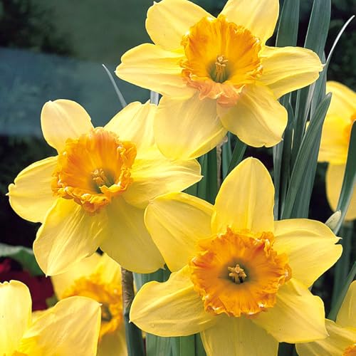 Narzissen Rhizome/Frische Narzissen-mehrjährig winterhart/Pflegeleicht/Zimmer/Balkon/Schreibtisch/Topfpflanze-4 Rhizome-D von OPVDJD
