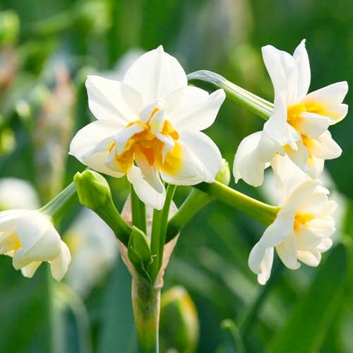 Narzissen Rhizome/Frische Narzissen-mehrjährig winterhart/Pflegeleicht/Zimmer/Balkon/Schreibtisch/Topfpflanze-4 Rhizome-H von OPVDJD