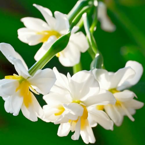 Narzissen Rhizome/Frische Narzissen-mehrjährig winterhart/Pflegeleicht/Zimmer/Balkon/Schreibtisch/Topfpflanze-6 Rhizome-J von OPVDJD