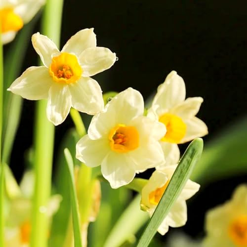 Narzissen Rhizome/Frische Narzissen-mehrjährig winterhart/Pflegeleicht/Zimmer/Balkon/Schreibtisch/Topfpflanze-8 Rhizome-F von OPVDJD
