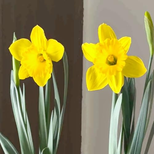 Narzissen Rhizome/Frische Narzissen-mehrjährig winterhart/Zimmer/Balkon/Schreibtisch/Topfpflanze-2 Rhizome-F Narzissen Rhizome/Frische Narzissen-mehrjährig winterhart/Zimmer/Balkon/Schreibtisch/Topfpflanze-2 Rhizome-F von OPVDJD