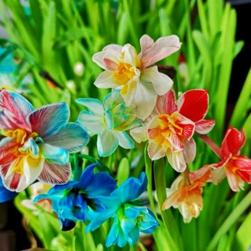 Narzissen Rhizome/Frische Narzissen-mehrjährig winterhart/Zimmer/Balkon/Schreibtisch/Topfpflanze-6 Rhizome-H Narzissen Rhizome/Frische Narzissen-mehrjährig winterhart/Zimmer/Balkon/Schreibtisch/Topfpflanze-6 Rhizome-H von OPVDJD