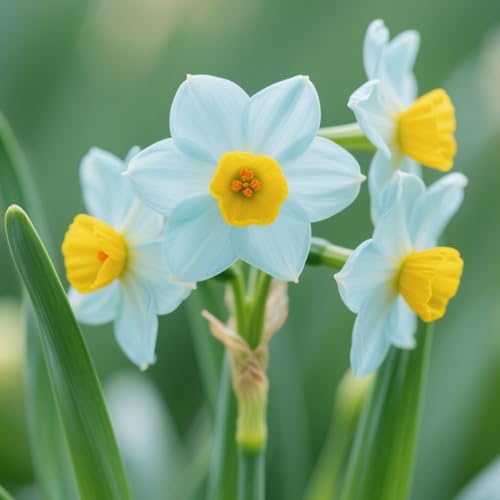 Narzissen Rhizome/Frische Narzissen-mehrjährig winterhart/Zimmer-/Balkon-/Schreibtisch-/Topfpflanze-6 Rhizome-J Narzissen Rhizome/Frische Narzissen-mehrjährig winterhart/Zimmer-/Balkon-/Schreibtisch-/Topfpflanze-6 Rhizome-J von OPVDJD