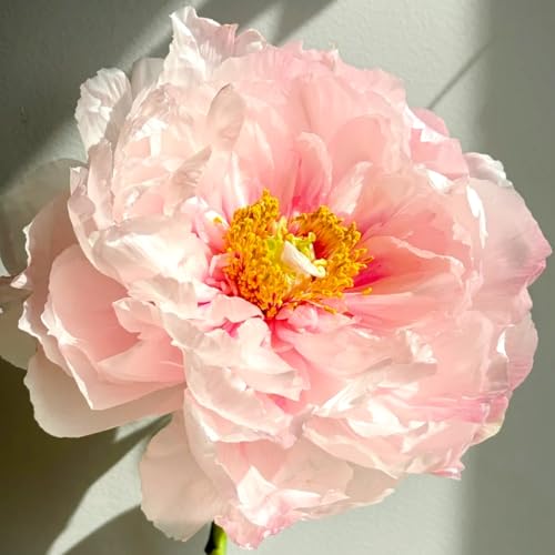 Pfingstrosen-Rauschhaft Duftend, Perfekt für Blumenarrangements und Geschenke-1 Rhizome-F von OPVDJD