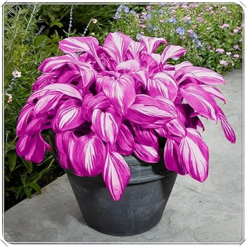 Pflegeleichte Hostas-mehrjährig winterhart,Geeignet für die Heimbepflanzung-10 Knolle-B Pflegeleichte Hostas-mehrjährig winterhart,Geeignet für die Heimbepflanzung-10 Knolle-B von OPVDJD