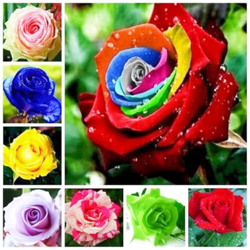 Rosenrhizom/Hybrid-Strauchrosen/Kletterrosen-Exklusive Rosen-Sorten für Balkon, Garten und Terrasse-H-3 Knollen Rosenrhizom/Hybrid-Strauchrosen/Kletterrosen-Exklusive Rosen-Sorten für Balkon, Garten und Terrasse-H-3 Knollen von OPVDJD