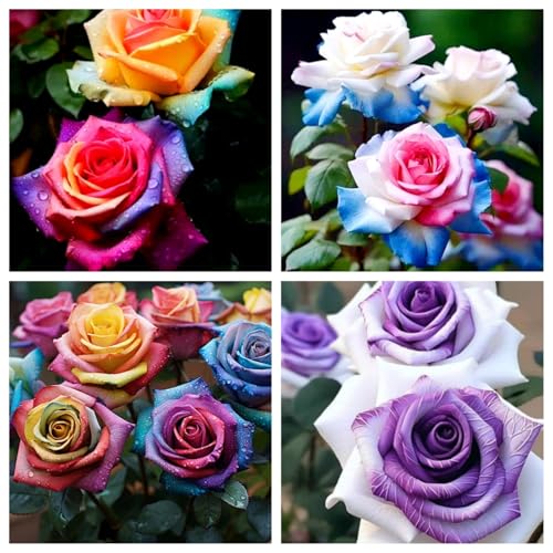 Rosenrhizom/Hybrid-Strauchrosen/Kletterrosen-Exklusive Rosen-Sorten für Balkon, Garten und Terrasse-J-2 Knollen Rosenrhizom/Hybrid-Strauchrosen/Kletterrosen-Exklusive Rosen-Sorten für Balkon, Garten und Terrasse-J-2 Knollen von OPVDJD