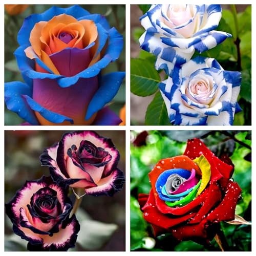 Rosenrhizom/Kletterrosen/Hybrid-Strauchrosen-Exklusive Rosen-Sorten für Balkon, Garten und Terrasse-G-5 Knollen Rosenrhizom/Kletterrosen/Hybrid-Strauchrosen-Exklusive Rosen-Sorten für Balkon, Garten und Terrasse-G-5 Knollen von OPVDJD