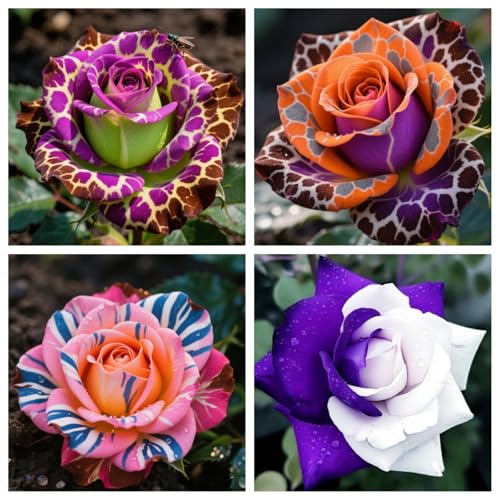 Rosenrhizom/Kletterrosen/Hybrid-Strauchrosen-Für jeden Standort/Garten/Balkon/Terrasse/Pflegeleicht/langblühend-D-2 Knollen Rosenrhizom/Kletterrosen/Hybrid-Strauchrosen-Für jeden Standort/Garten/Balkon/Terrasse/Pflegeleicht/langblühend-D-2 Knollen von OPVDJD