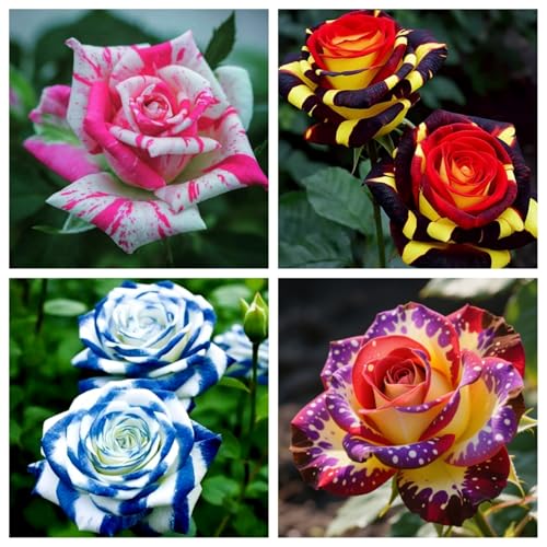 Rosenrhizom/Kletterrosen/Hybrid-Strauchrosen-Für jeden Standort/Garten/Balkon/Terrasse/Pflegeleicht/langblühend-E-3 Knollen Rosenrhizom/Kletterrosen/Hybrid-Strauchrosen-Für jeden Standort/Garten/Balkon/Terrasse/Pflegeleicht/langblühend-E-3 Knollen von OPVDJD